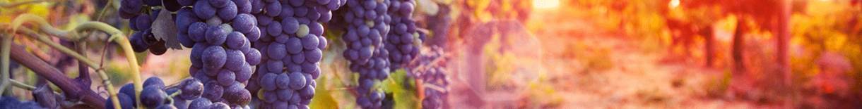 Merlot del Ticino Wein online kaufen
