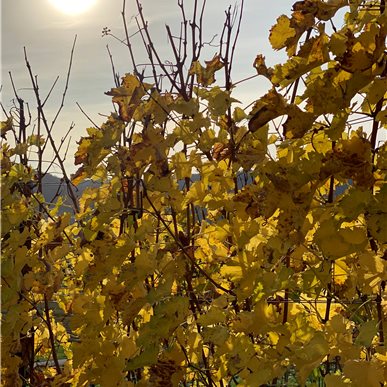 Zu Besuch bei "Saxer Weine & Aagne"