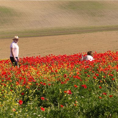 Wein- und Kulturreise Toskana (Fotocredits: Manfred Hinder)
