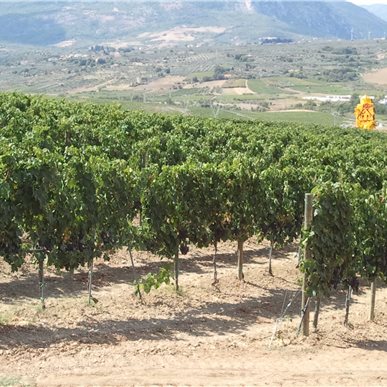 Weingutbesuch: Zaccagnini, Abruzzen 2011 (Fotos H.Eiseler)