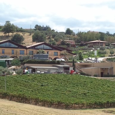 Weingutbesuch: Zaccagnini, Abruzzen 2011 (Fotos H.Eiseler)