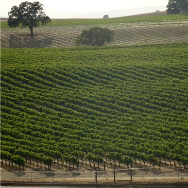 Weingutbesuch: Vina Robles, Paso Robles 2013