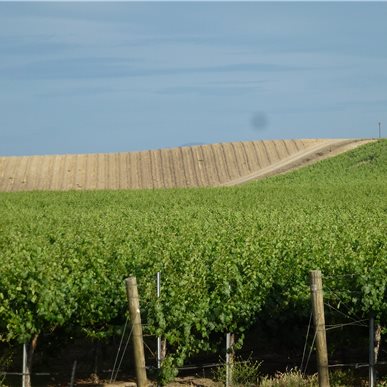 Weingutbesuch: Vina Robles, Paso Robles 2013