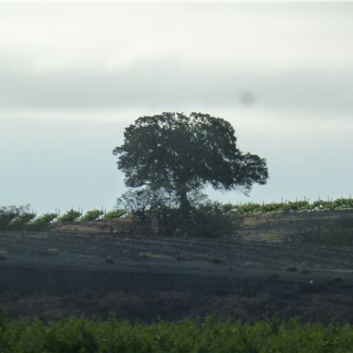 Weingutbesuch: Vina Robles, Paso Robles 2013