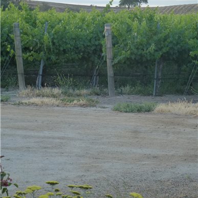 Weingutbesuch: Vina Robles, Paso Robles 2013