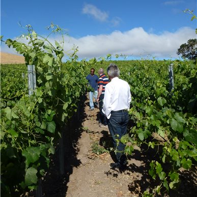 Weingutbesuch: Vina Robles, Paso Robles 2013