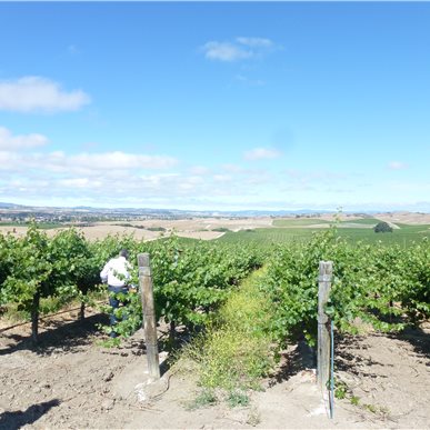 Weingutbesuch: Vina Robles, Paso Robles 2013