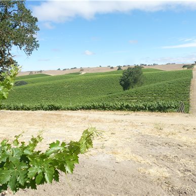 Weingutbesuch: Vina Robles, Paso Robles 2013