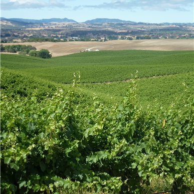 Weingutbesuch: Vina Robles, Paso Robles 2013