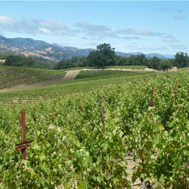 Weingutbesuch: Vina Robles, Paso Robles 2013