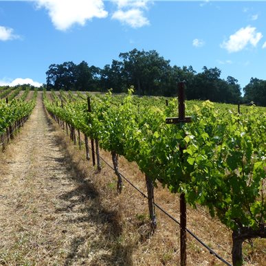 Weingutbesuch: Vina Robles, Paso Robles 2013