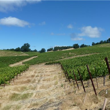 Weingutbesuch: Vina Robles, Paso Robles 2013