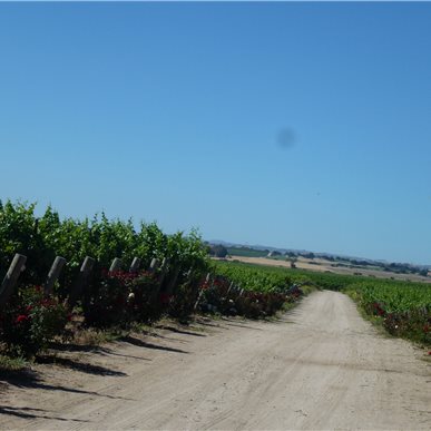 Weingutbesuch: Vina Robles, Paso Robles 2013