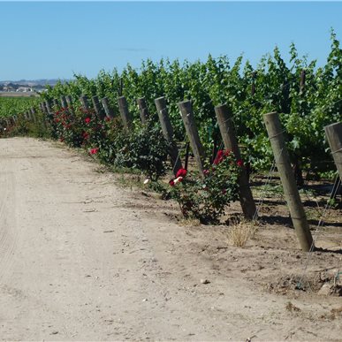 Weingutbesuch: Vina Robles, Paso Robles 2013