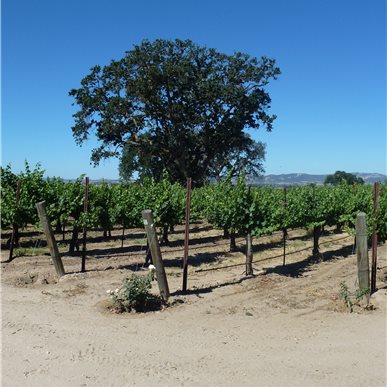 Weingutbesuch: Vina Robles, Paso Robles 2013