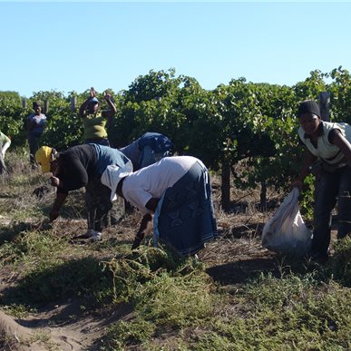 Weingutbesuch: Springfontein, Südafrika 2015