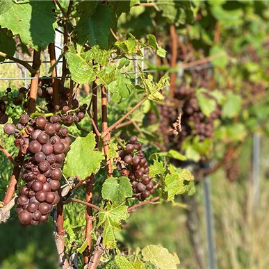 Zu Besuch bei "Château d'Auvernier"