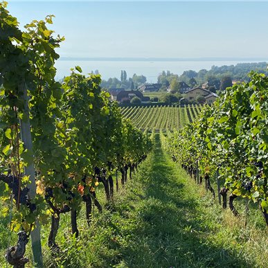 Zu Besuch bei "Château d'Auvernier"