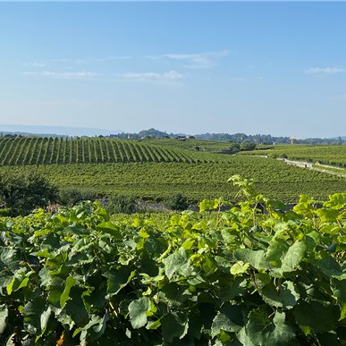 Zu Besuch bei "Château d'Auvernier"