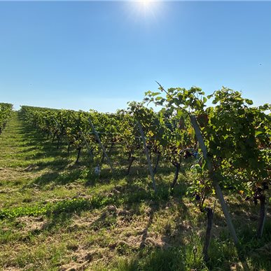 Zu Besuch bei "Château d'Auvernier"