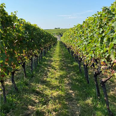 Zu Besuch bei "Château d'Auvernier"