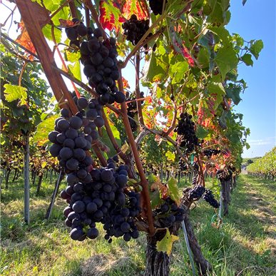 Zu Besuch bei "Château d'Auvernier"