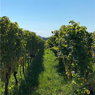 Zu Besuch bei "Château d'Auvernier"
